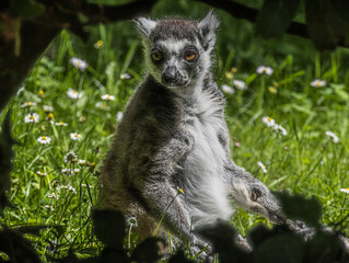 Naklejka premium Ring-tailed Lemur (Maki catta)