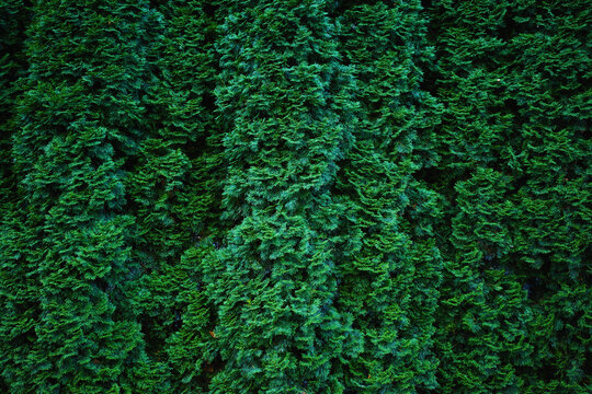 Evergreen conifer hedge, dense green foliage texture and natural background for landscaping, privacy screening, sustainable gardening and Christmas design.