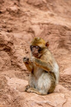 View of a Barbary macaque sitting on a rock and foraging near Ouzoud Waterfalls in Ouzoud, Beni Mellal-Khenifra, Morocco.