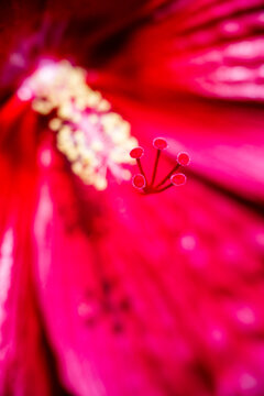 Extreme macro of a vivid red hibiscus revealing five rounded stigma lobes and clustered yellow anthers.