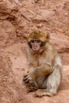 View of a Barbary macaque sitting on a rocky ledge at Ouzoud Waterfalls in Ouzoud, Beni Mellal-Khenifra, Morocco.