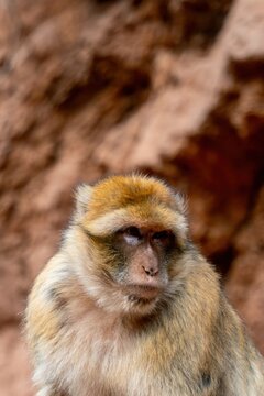 View of a Barbary macaque with thick fur and expressive face, set against a blurred rocky background at Ouzoud Waterfalls in Ouzoud, Beni Mellal-Khenifra, Morocco.