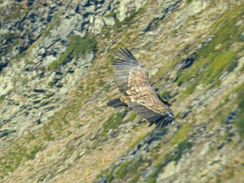 Griffon Vulture (Vautour fauve)