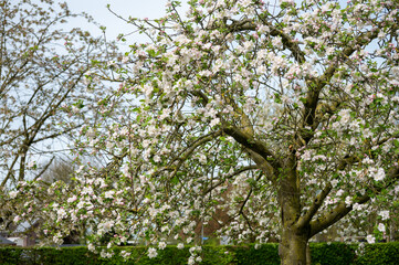 Fototapeta premium Spring blossom of apples fruit trees in april, rows of trees in orchard in the Netherlands, food production in Europe