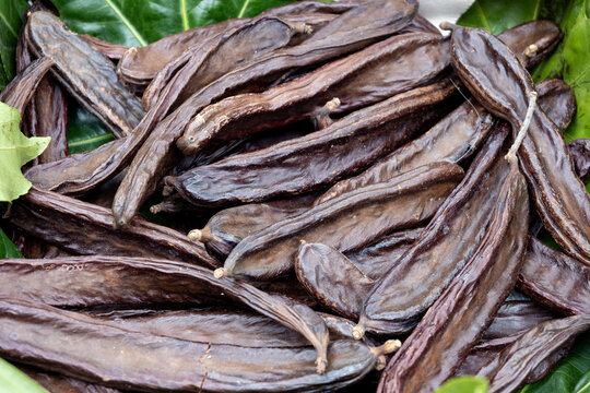 Dried brown pods if carob tree, carubba in italian,  Caesalpinioideae subfamily of the legume family, Fabaceae