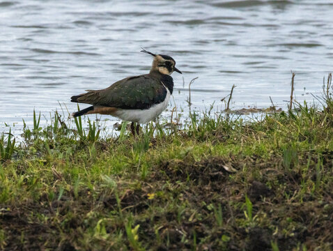 Northern Lapwing (Vanneau hupp&eacute;)