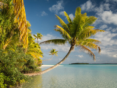 View of a leaning palm tree on the white sandy beach of Aitutaki lagoon with turquoise water and a blue sky, Cook Islands.