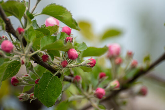 Spring blossom of apples fruit trees in april, rows of trees in orchard in the Netherlands, food production in Europe