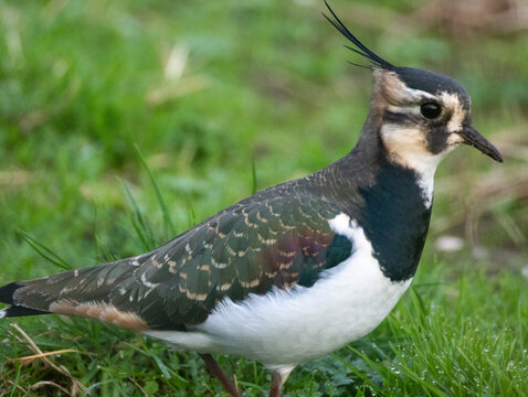 Northern Lapwing (Vanneau hupp&eacute;)