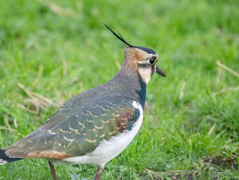 Northern Lapwing (Vanneau hupp&eacute;)