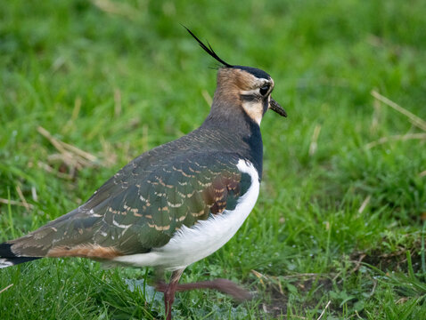 Northern Lapwing (Vanneau hupp&eacute;)