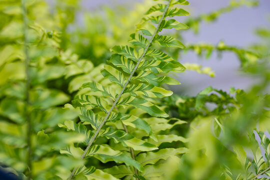 Close-up of variegated Boston fern (Nephrolepis exaltata variegata) with green and cream striped fronds. Rare ornamental houseplant popular among collectors and indoor gardening enthusiasts.