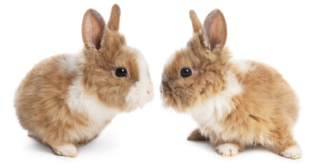 Obraz premium Two cute fluffy bunnies on white background