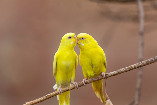 View of two yellow budgerigars perched on a branch and touching beaks in Lahore, Punjab, Pakistan.