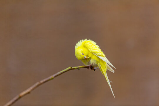 View of a bright yellow budgerigar perched on a thin branch and grooming its feathers in Lahore, Punjab, Pakistan.