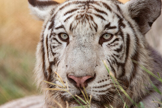 View of a white tiger with striking black stripes and piercing eyes in a natural habitat in Lahore, Punjab, Pakistan.