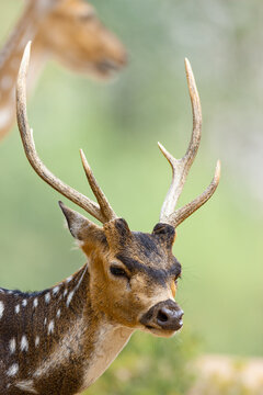 View of a spotted deer with antlers standing in a park in Lahore, Punjab, Pakistan.