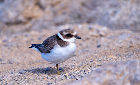 Common Ringed Plover resting among the stones on the coast.