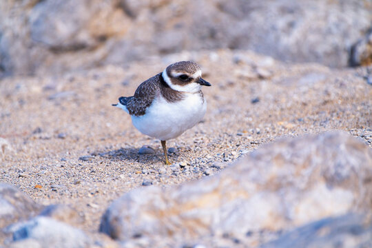 Common Ringed Plover resting among the stones on the coast.
