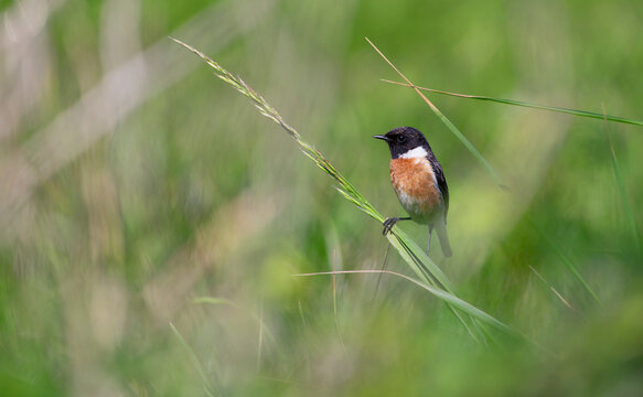 Male European Stonechat perched on a branch.