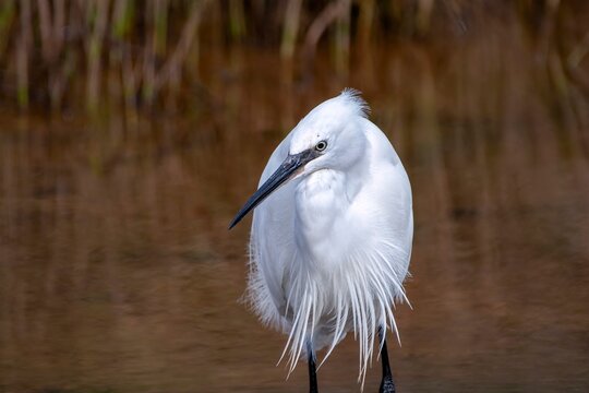 Little egret  in the water. Egretta garzetta.
