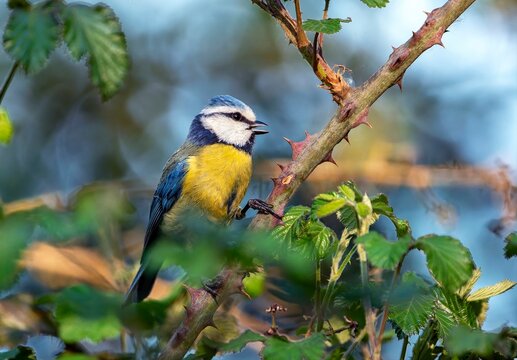 Eurasian blue tit perched in some brambles.