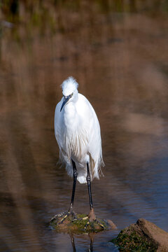 Little egret  in the water. Egretta garzetta.