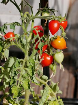 Kleine Tomaten am Strauch auf der Terrasse