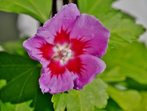 Hibiscus syriacus - Garteneibisch rosa