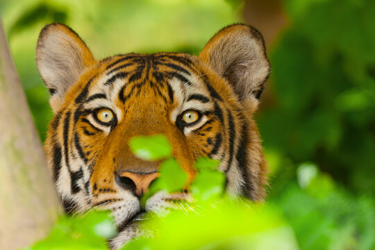 View of a tiger peering through lush green foliage in a park in Lahore, Punjab, Pakistan.