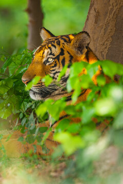 View of a tiger resting near a tree trunk, partially hidden by green foliage in a park setting in Lahore, Punjab, Pakistan.