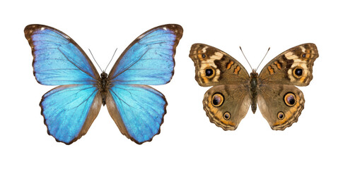 Blue morpho butterfly png brown buckeye butterfly png vibrant tropical butterfly cutout exotic insect butterfly png detailed wing butterfly isolated transparent background image © maruf