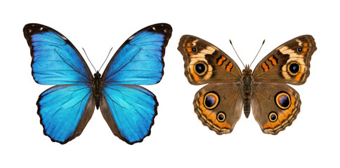 Blue morpho butterfly png vibrant buckeye butterfly cutout tropical butterfly asset png exotic flying butterfly cutout symmetrical isolated transparent background image © Maruf