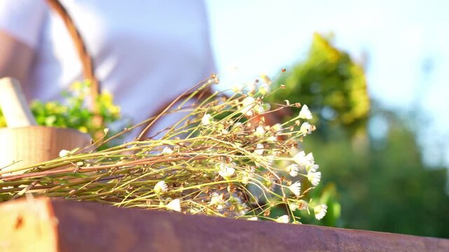 Chamomile flowers on the table, woman makes a bouquet of medicinal herbs in the background.