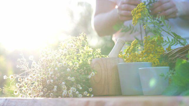 Sun at sunset, a woman sorts through collected field herbs for drying and use in aromatherapy and non-traditional medicine. atmospheric video
