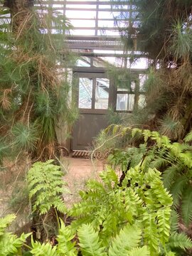 greenhouse with plants
