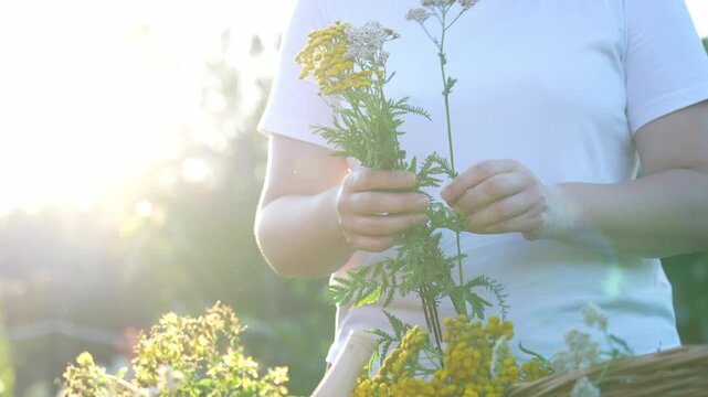 Tansy grass in the hands of a young woman, non-traditional medicine preparation for use, collection and drying of medicinal herbs.