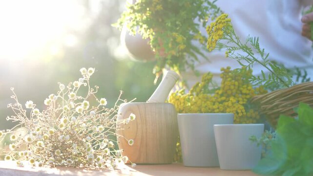 Many medicinal herbs in front of a woman on a wooden table in nature on a sunny day. Collection of herbs. Drying and preparation of medicinal herbs.