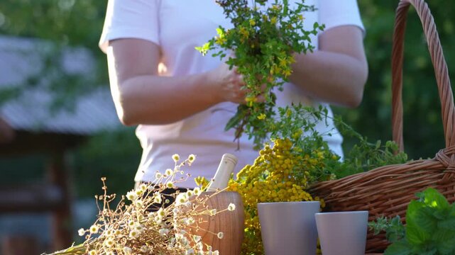 Chamomile Tansy St. John's wort IVANCHAI and other medicinal herbs in the hands of a young woman used in folk alternative medicine.