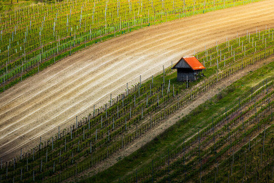 View of a small wooden hut with a red roof nestled within rows of grapevines in a vineyard, Brno, South Moravian Region, Czechia.