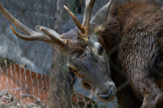 Brown deer head with antlers, Zoo wildlife enclosure portrait