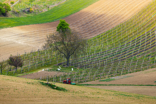 View of a red tractor working in the rolling vineyards with lush green vines and brown soil under a soft sky in Brno, South Moravian Region, Czechia.