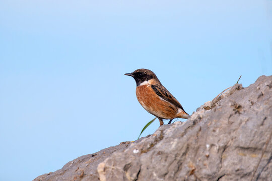 Male European Stonechat perched on a rock.
