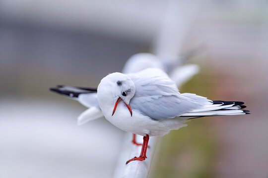 Black headed gull preening its plumage.