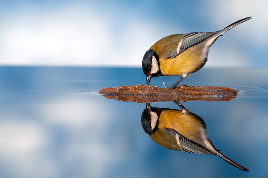 Great tit is reflected in water