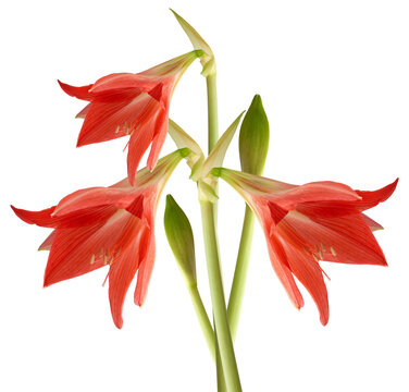 Blooming amaryllis with large coral-red buds and stems on isolated background.