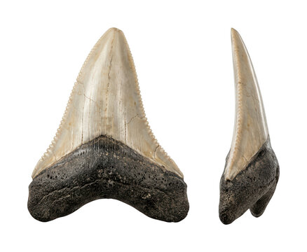 Large megalodon tooth png Ancient shark tooth cutout Serrated shark tooth png Fossilized megalodon tooth cutout Prehistoric shark tooth png isolated transparent background image