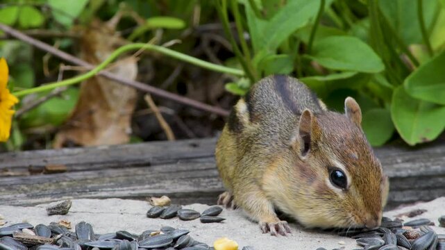 A cute eastern chipmunk, Tamias striatus, stealing seed meant for birds, stores them in its cheek pouches, looks up, and runs away