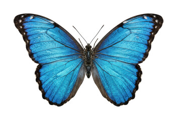 Vibrant morpho butterfly png Blue morpho butterfly cutout Tropical morpho butterfly png Shimmering morpho butterfly cutout Iridescent isolated transparent background image © Siyam