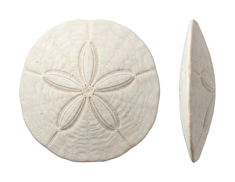 White sand dollar png Natural sand dollar cutout Ocean sanddollar png Marine sand dollar cutout Beach sea biscuit png Textured echinoid isolated transparent background image